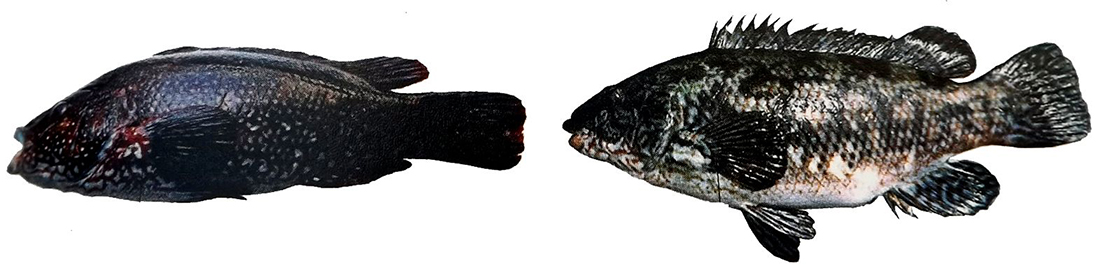 Labrus bergylta_0005